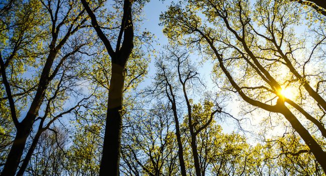 Crown Thinning Tree Services Leeds | West Yorkshire Tree Services