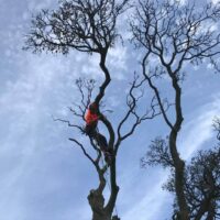 Deadwooding Tree Services Leeds | West Yorkshire Tree Services