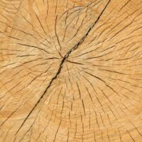 Stump Grinding Tree Services Leeds | West Yorkshire Tree Services